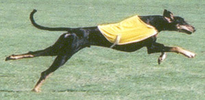 Jett the Smooth Saluki
